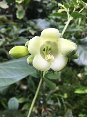 Macrocarpaea pringleana