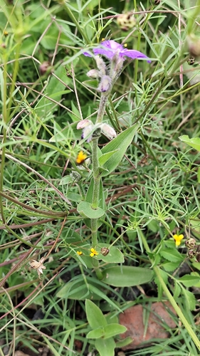Leatherleaf Spiderwort (Tradescantia crassifolia)
