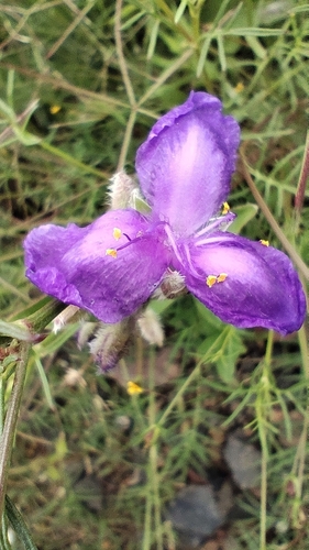 Tradescantia crassifolia, photograph 2