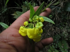 Calceolaria microbefaria