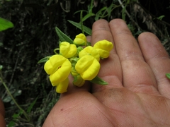 Calceolaria microbefaria
