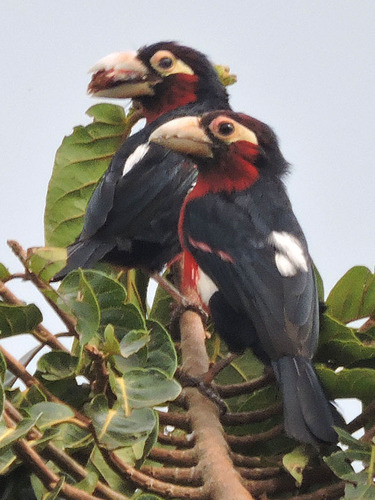 Double-toothed Barbet