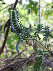 Tetramerium