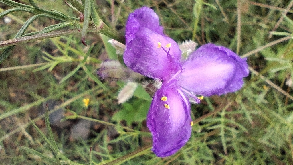Tradescantia crassifolia; photograph (c) Hugo Juárez, some rights reserved (CC BY)