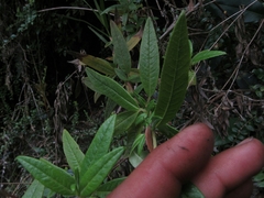 Calceolaria microbefaria