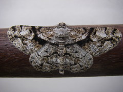 Peribatodes umbraria