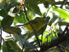 Vireo hypochryseus