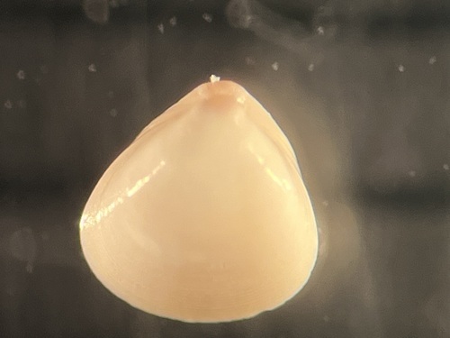 Parastarte triquetra, 2025-03-01