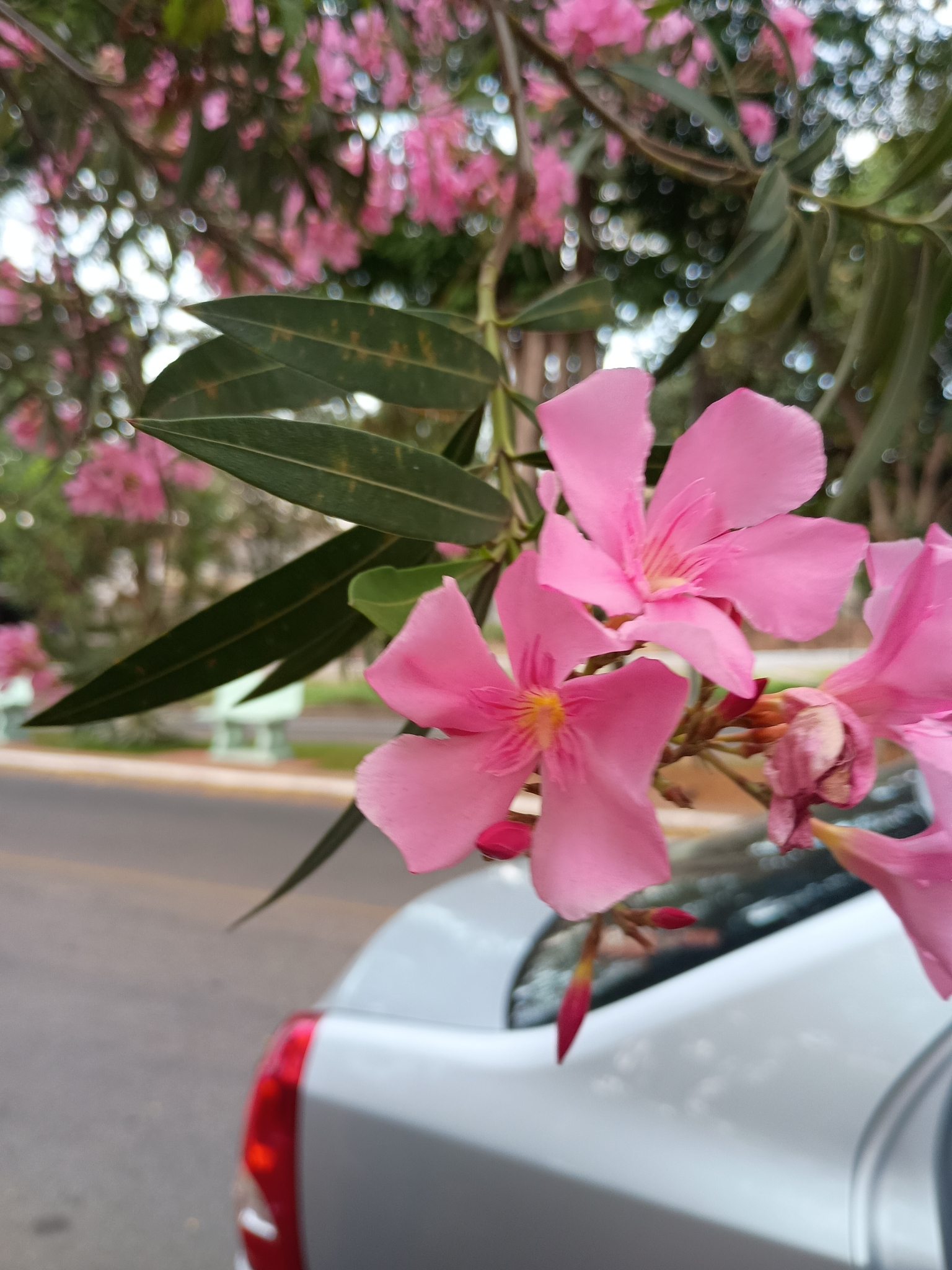 Nerium oleander