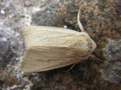 Wortelstreepgrasuil, chiusure, photo 10 of 10