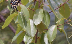 Prunus serotina virens