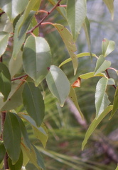 Prunus serotina virens