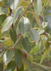 Prunus serotina virens