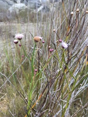 Baccharis juncea