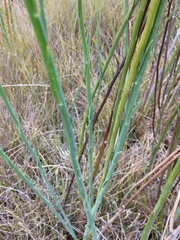 Baccharis juncea