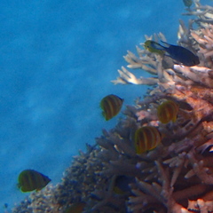 Chaetodon rainfordi