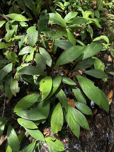 Spathiphyllum cannifolium, photograph 3