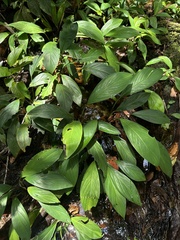 Spathiphyllum cannifolium, photograph (c) Nicolás Baresch Uribe, some rights reserved (CC BY)