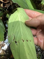 Spathiphyllum cannifolium, photograph (c) Nicolás Baresch Uribe, some rights reserved (CC BY)