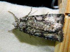 Anaplectoides pressus