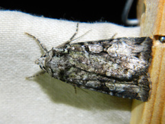 Anaplectoides pressus