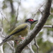 Australian Green Figbird - Photo (c) Ry Beaver, some rights reserved (CC BY-NC)