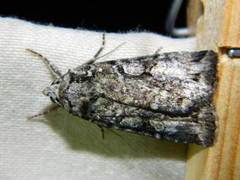 Anaplectoides pressus