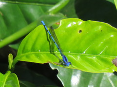 Argia