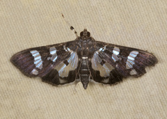 Desmia bajulalis