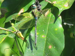 Rhionaeschna psilus