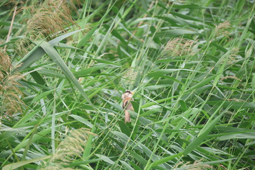 Reed Parrotbill