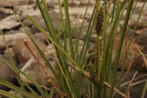 lenticular sedge (Carex lenticularis)