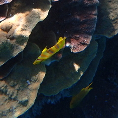 Chaetodon rainfordi