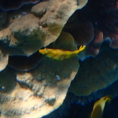 Chaetodon rainfordi