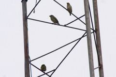 Psilopogon haemacephalus