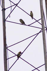 Psilopogon haemacephalus