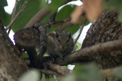 Funambulus pennantii