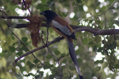 Dendrocitta vagabunda