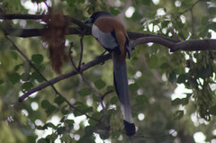 Dendrocitta vagabunda