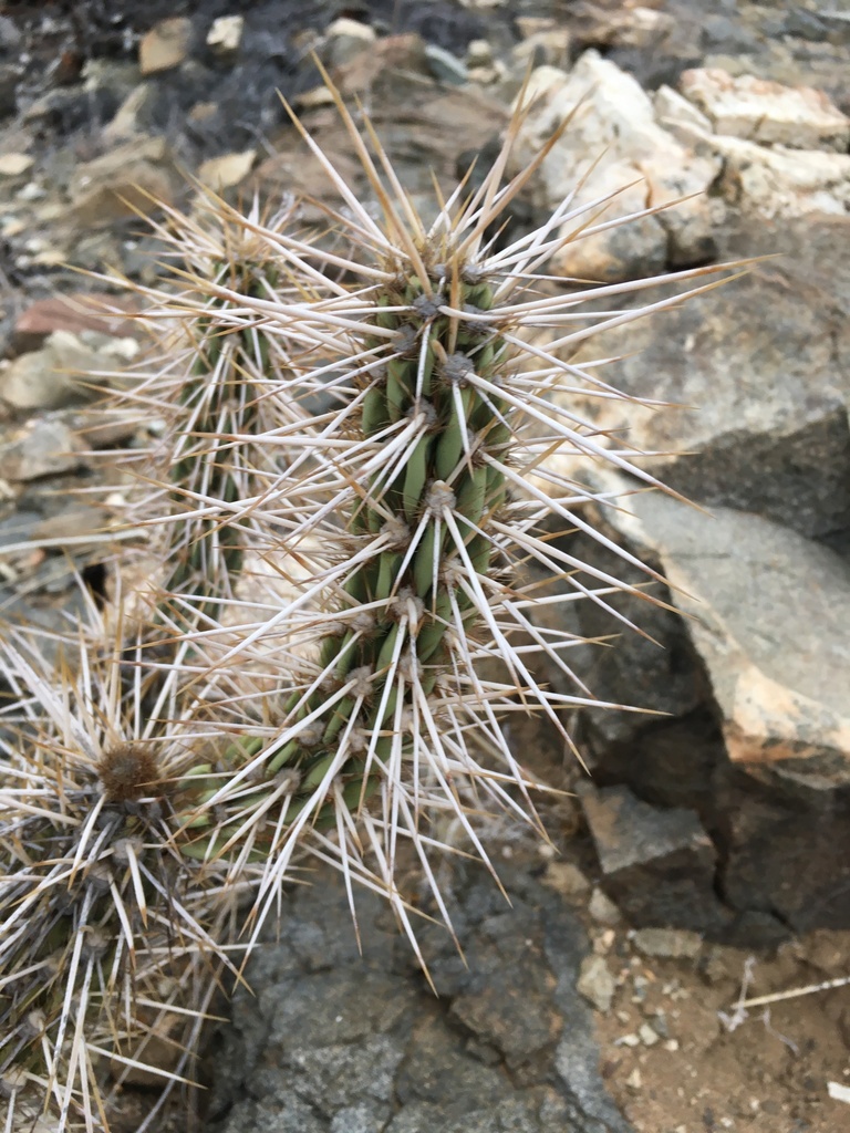 Miqueliopuntia miquelii