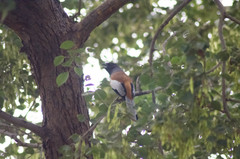 Dendrocitta vagabunda