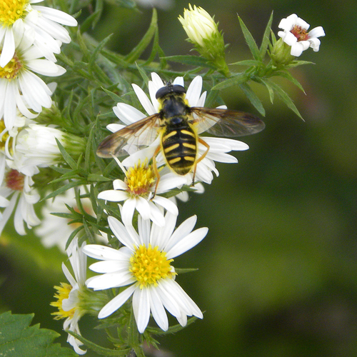 Unknown species found near Northern Kentucky University, Highland Heights, KY 41076, USA