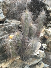 Eulychnia breviflora
