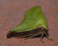 Telamona excelsa