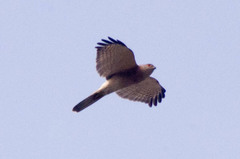 Accipiter badius