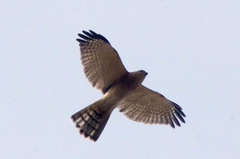Accipiter badius