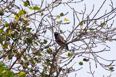 Acridotheres tristis