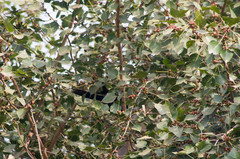 Eudynamys scolopaceus