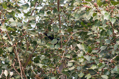 Eudynamys scolopaceus