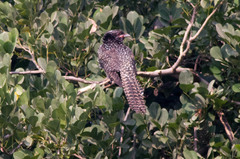 Eudynamys scolopaceus